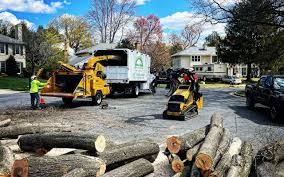 Best Emergency Tree Removal  in Holliday, TX