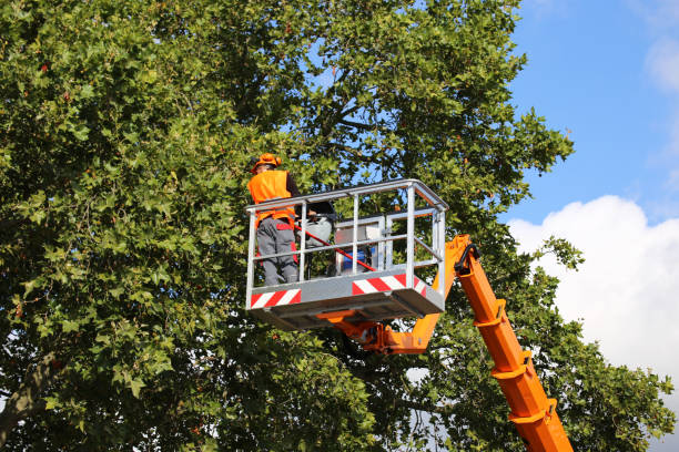 Best Hazardous Tree Removal  in Holliday, TX