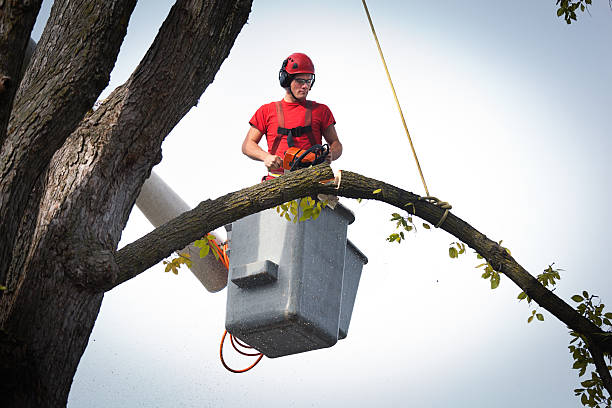 Best Root Management and Removal  in Holliday, TX